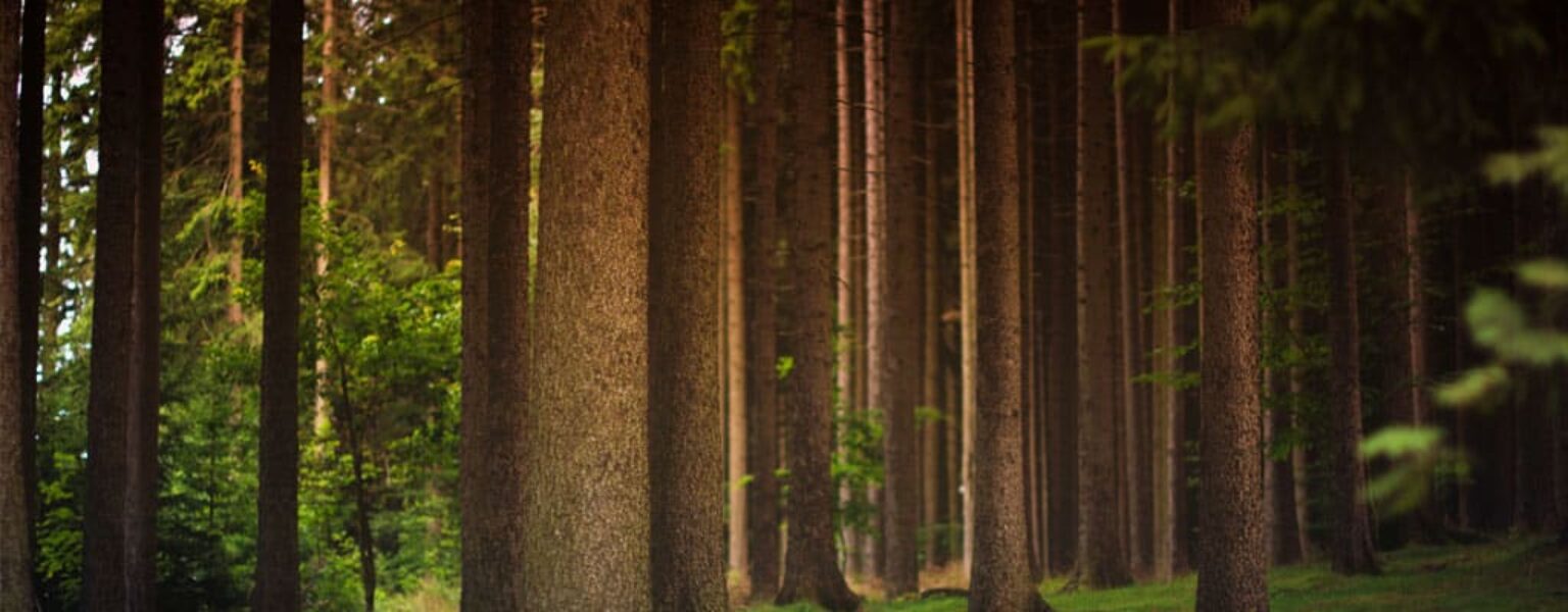 Trees for eco friendly paper